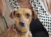 Pinscher girl 3 years old sweet natured, a small dog spayed and fully vaccinated and passport