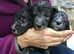 Pedigree Bedlington Terrier puppies