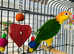 Baby yellow head Caique Glasgow