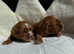 F1 health tested cavapoos