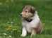 Collie Puppies - Exceptional Litter from Angels Path Kennel