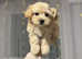 Expecting F1 small Maltipoo puppies