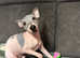 American hairless terrier puppies looking for new home