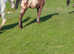 Appy filly blanket xxx