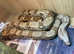Hogg Island Boa Male at Birmingham Reptiles