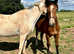 Yearling Filly 16.2hh+ Lusitano x Friesian x ID