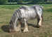 13.2 Hermits Cob Mare
