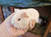 Guinea pigs