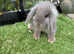 Lilac/blue mini/lion lop baby rabbits *READY NOW*