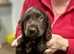 Last Boy in Stunning Health Tested Home Bred Litter