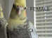 Cockatiel