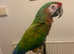 Stunning Shamrock Macaw Parrot with Certificates