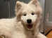 Quality Samoyed Puppi