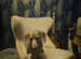 Kc American bloodline isabella dachshund