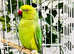 Stunning baby Indian ringnick parrot