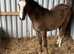 New Forest Yearling geldings