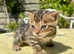 Grand Champion Sired Bengal Kittens