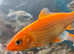 Israeli Koi 4-5inch