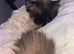 Two beautiful male cats