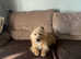 8 month old puppy for sale
