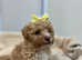 4 beautiful Cavapoochon puppies