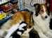 Only 2 little girls left (rough collie) - Due to time waster
