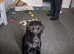 9 month old patterjack