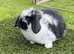 Pure bred mini lops baby rabbits