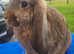 Baby Agouti German Lop Doe