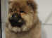 Red chow chow female