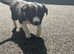 Border Collie pups for sale