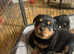 Rottweiler pups for sale