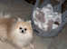 Out standing Pomeranian boy