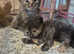 Maine coon x bsh kittens