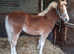 New forest filly