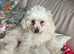 Beautiful pedigree toy poodle white