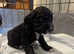 Cocker Spaniel Puppies - Last 3 boys remaining