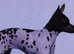 American hairless terriors needs a new home