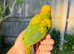 Hand reared sun conure for sale