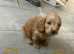 Cockapoo puppies for sale