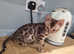 TICA registered, Health screened Bengals