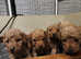 REDUCED!! Cavapoos with complete puppy package only 3 available