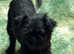 Beautiful male Affenpinscher puppy