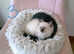 6 long fur blue eye ragdoll kitten for sale in Edinburgh