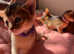 Tica Abyssinian Kittens