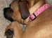 Rehoming Staff/Pug mix breed