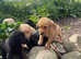 Stunning kc Labrador pups
