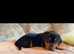 Silver dapple dachshund puppies #available feb#