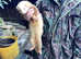 Very friendly Big sandy hob ferret ,
