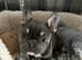 French bulldog pup 5 month (kc) Reg